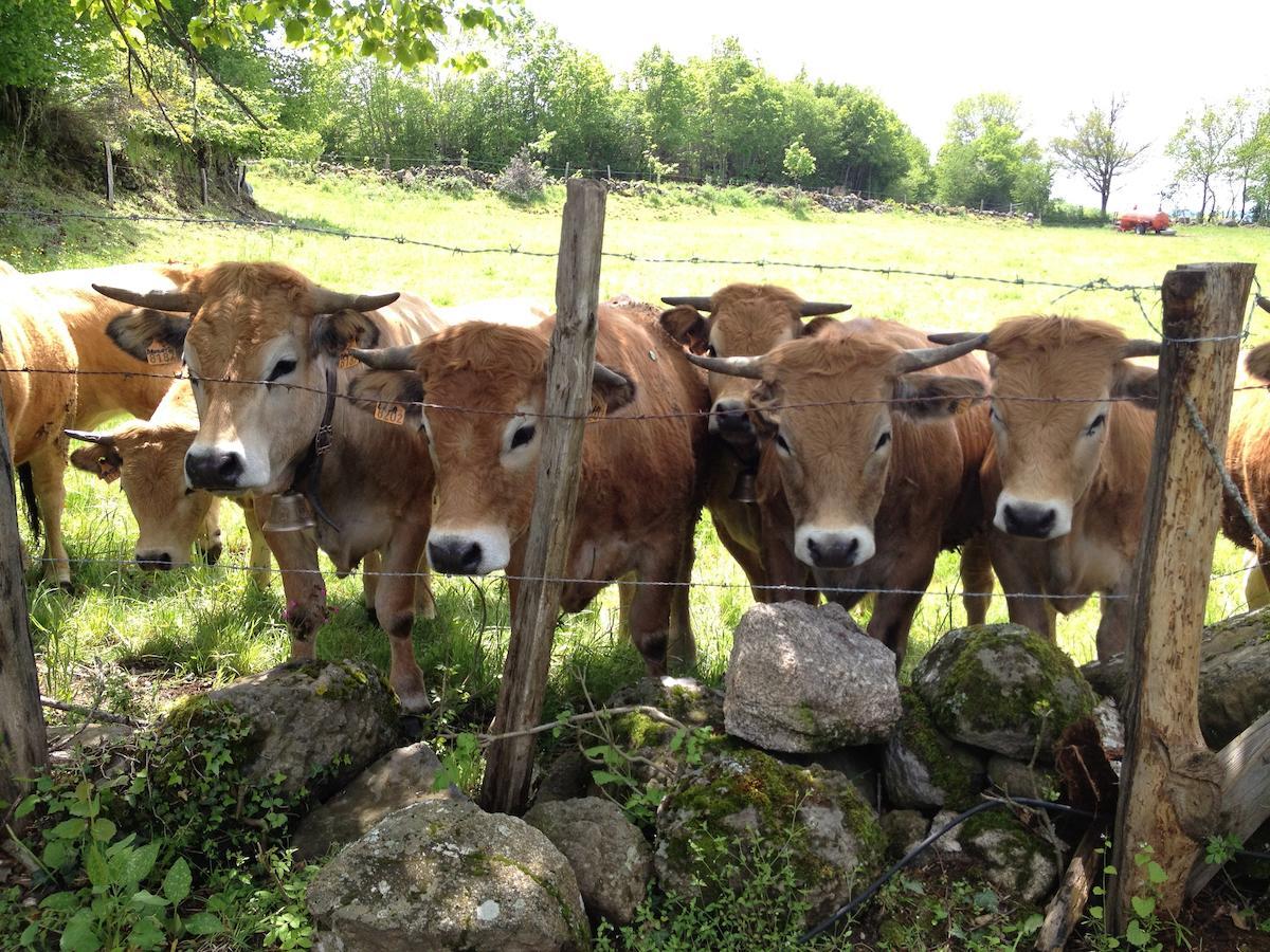 Le Clos De Banes Argences-en-Aubrac Exteriör bild